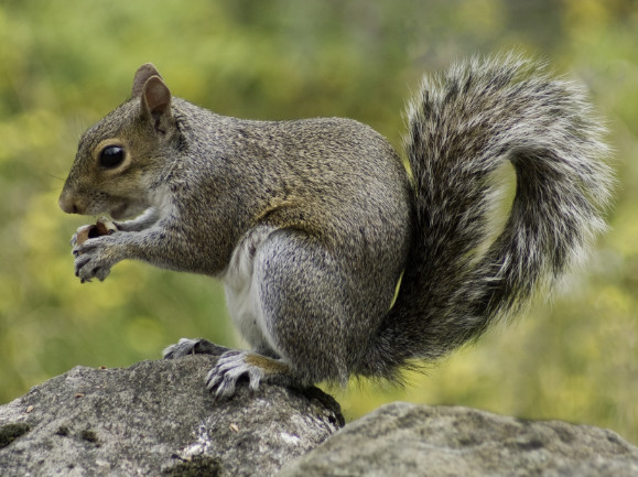 South-Carolina Squirrel Removal